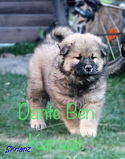 4.2021 - Dante